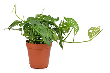 Tropical 'Monstera Acuminata' or Swiss cheese vine house plant isolated on white background
