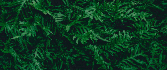 Naklejka na ściany i meble Very detailed and natural, lush, green ferns background