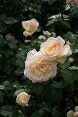 Pale Apricot and White Flower of Rose 'Tchaikovski' in Full Bloom

