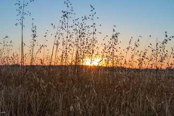 summer sunset at the wheat fields