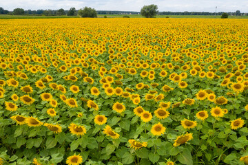 Naklejka premium Sonnenblume