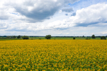 Fototapeta premium Sonnenblume
