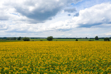 Obraz premium Sonnenblume