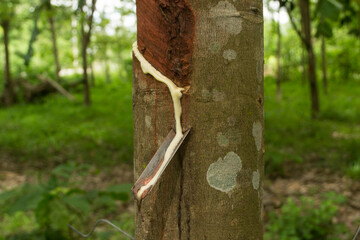 Milky latex extracted from rubber tree (Hevea Brasiliensis).