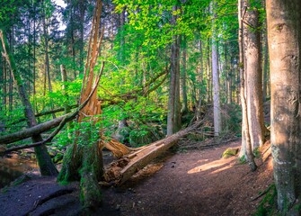 Wanderung durch das Höllbachtal in der nähe von Rettenbach im bayerischen Wald