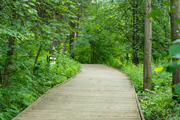 Fototapeta premium A wide wooden path in the park among the trees. A quiet place for a family walk among the trees in a bustling city.