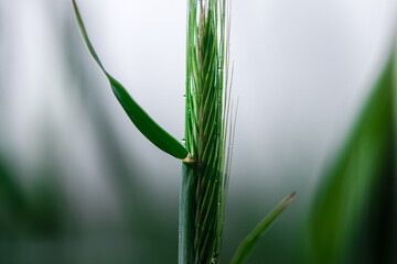Żyto zwyczajne Secale cereale po deszczu, zielone zboże, krajobraz wiejski