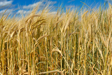 Ripe rye cereal grain plants in agricultural field under blue sky
