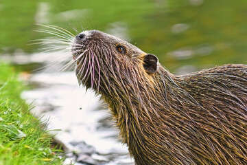 Side view of rodent called 'Myocastor Coypus', commonly known as 'Nutria', with raised head at river