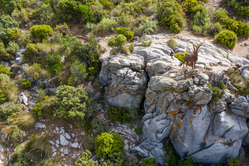 monumento a la cabra montés de la sierra de las Nieves en el municipio de Ojén, Andalucía