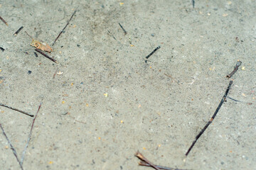 Background with a surface of trampled and dried dirt with small pebbles and small twigs