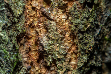 Background with old and damaged tree bark broken to the core in soft focus at high magnification. Microcracks and moss sprouts in damaged areas of tree bark.