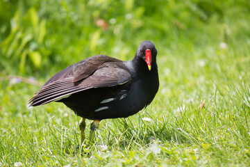 Common moorhen (Gallinula chloropus) grooming itself in grass