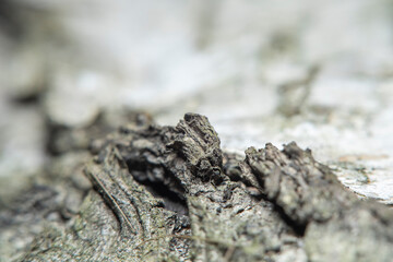 Birch bark background in soft focus at high magnification. A tree with a white trunk with black stripes. A useful product in medicine for the preparation of healing and antipyretic agents.
