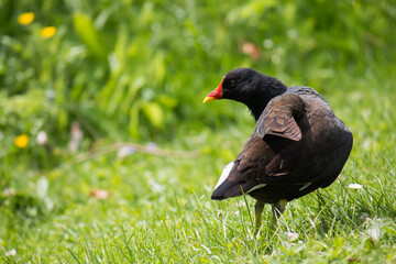 Common moorhen (Gallinula chloropus) grooming itself in grass