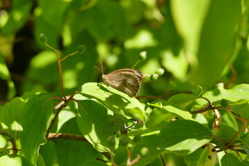 Schmetterlingstreiben