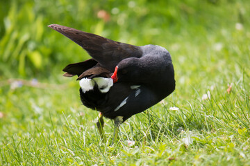 Common moorhen (Gallinula chloropus) grooming itself in grass