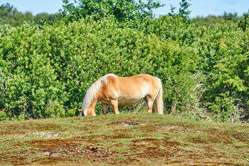 Naklejka na ściany i meble Foal of the Exmoor horse grazing on the pasture. A horse breed used for nature conservation management