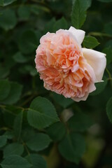 Light Pink Flower of Rose 'Tea Clipper' in Full Bloom
