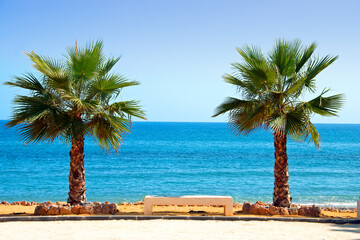 Palm trees on Playa del Penoncillo Torrox Costa Axarquia Andalusia Costa del Sol Spain