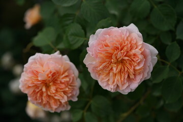 Light Pink Flower of Rose 'Tea Clipper' in Full Bloom
