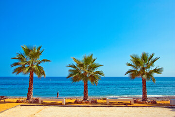 Palm trees on Playa del Penoncillo Torrox Costa Axarquia Andalusia Costa del Sol Spain