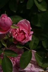 Light Pink Flower of Rose 'The Countryman' in Full Bloom
