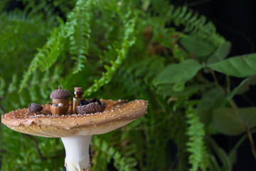 Fly agaric (Amanita muscaria) tea time table in vegetation