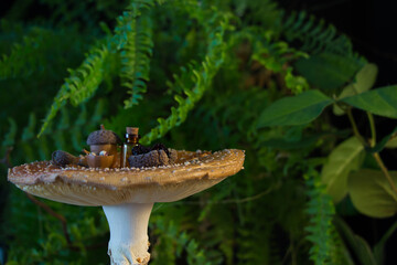 Fly agaric (Amanita muscaria) tea time table in vegetation