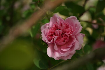 Light Pink Flower of Rose 'The Countryman' in Full Bloom
