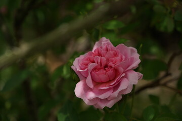 Light Pink Flower of Rose 'The Countryman' in Full Bloom

