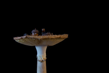 Fly agaric (Amanita muscaria) table with miniature tea set on black background