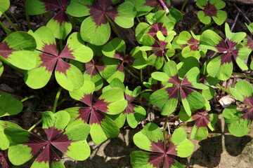 Vierbl&auml;ttriger Gl&uuml;cksklee