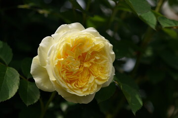 Light Yellow Flower of Rose 'The Pilgrim' in Full Bloom
