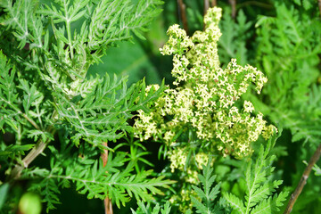 Bedstraw (Latin Galium) white in the bay of Akhlestyshev on Russian island. Russia, Vladivostok,...