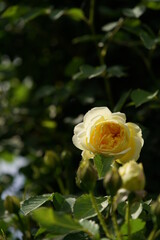 Light Yellow Flower of Rose 'The Pilgrim' in Full Bloom
