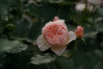 Faint Pink Flower of Rose 'The Shepherdess' in Full Bloom
