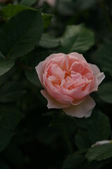 Faint Pink Flower of Rose 'The Shepherdess' in Full Bloom
