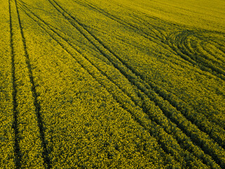 Yellow flowering fields of rapeseed taken from the height of a quadrocopter