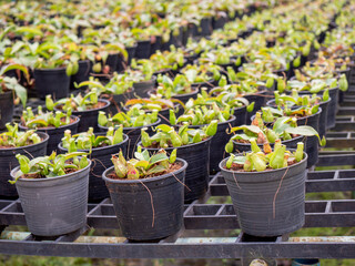 Nepenthes ,Tropical pitcher plants and monkey cups,Soft focus.