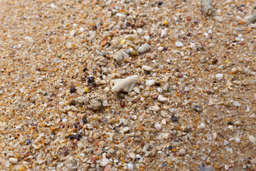shells on the sand