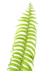 Fern on a white background