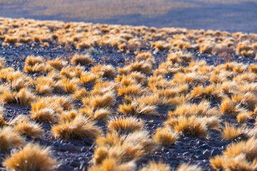 Desert landscape in the Salar de Arizaro, La Puna, Argentina, South America, America
