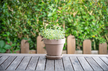 thyme in a brown clay pot against a green background on a rustic wooden table