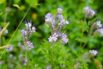 Blue Tansy also called Phacelia tanacetifolia or rainfarn phazelie