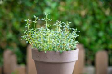 thyme in a brown clay pot against a green background on a rustic wooden table