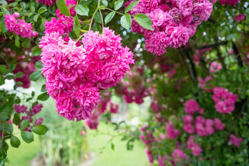 roses blossom as a border of a blurred garden background