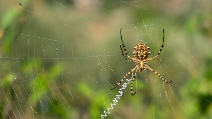 A large spider Argiope Lobata (female) on a web among lavender plant - predatory insect