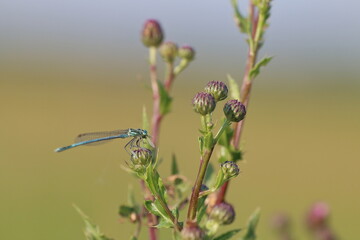 Libelle - Natur - Landschaft