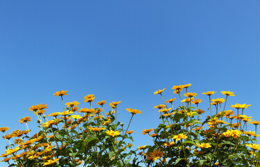 花　空　素材